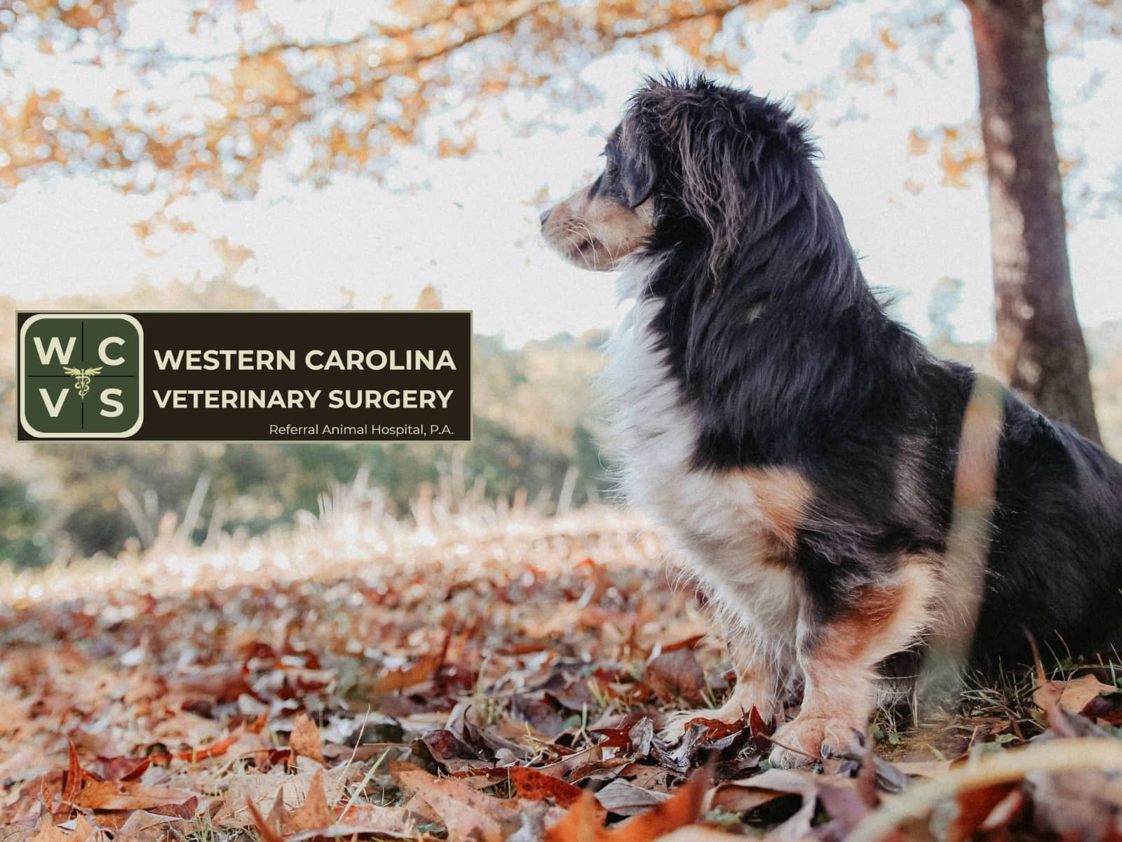 wcvs.org