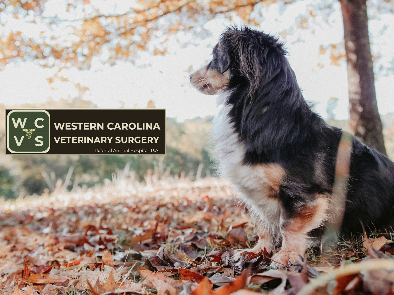 wcvs.org