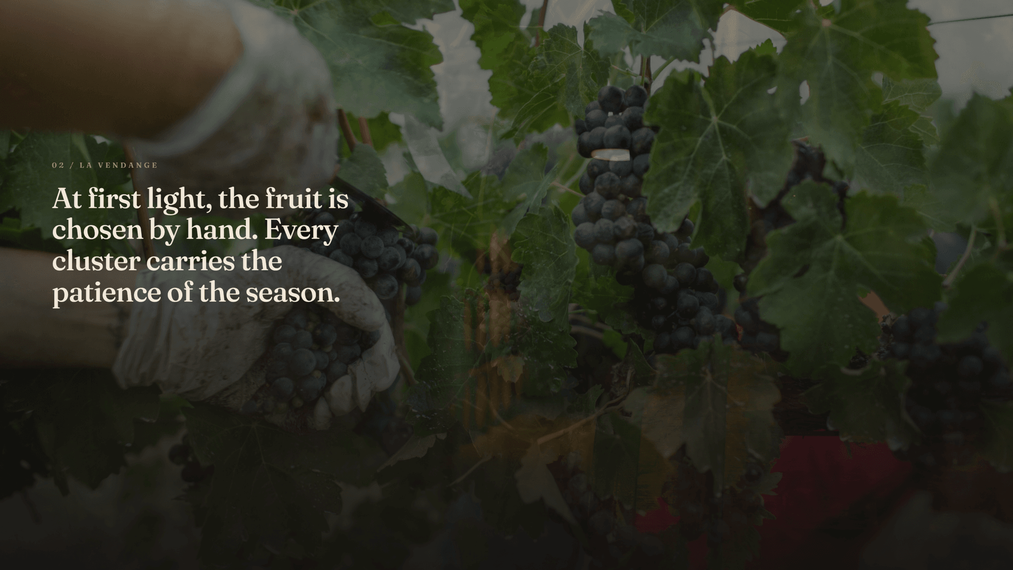 Vignoble