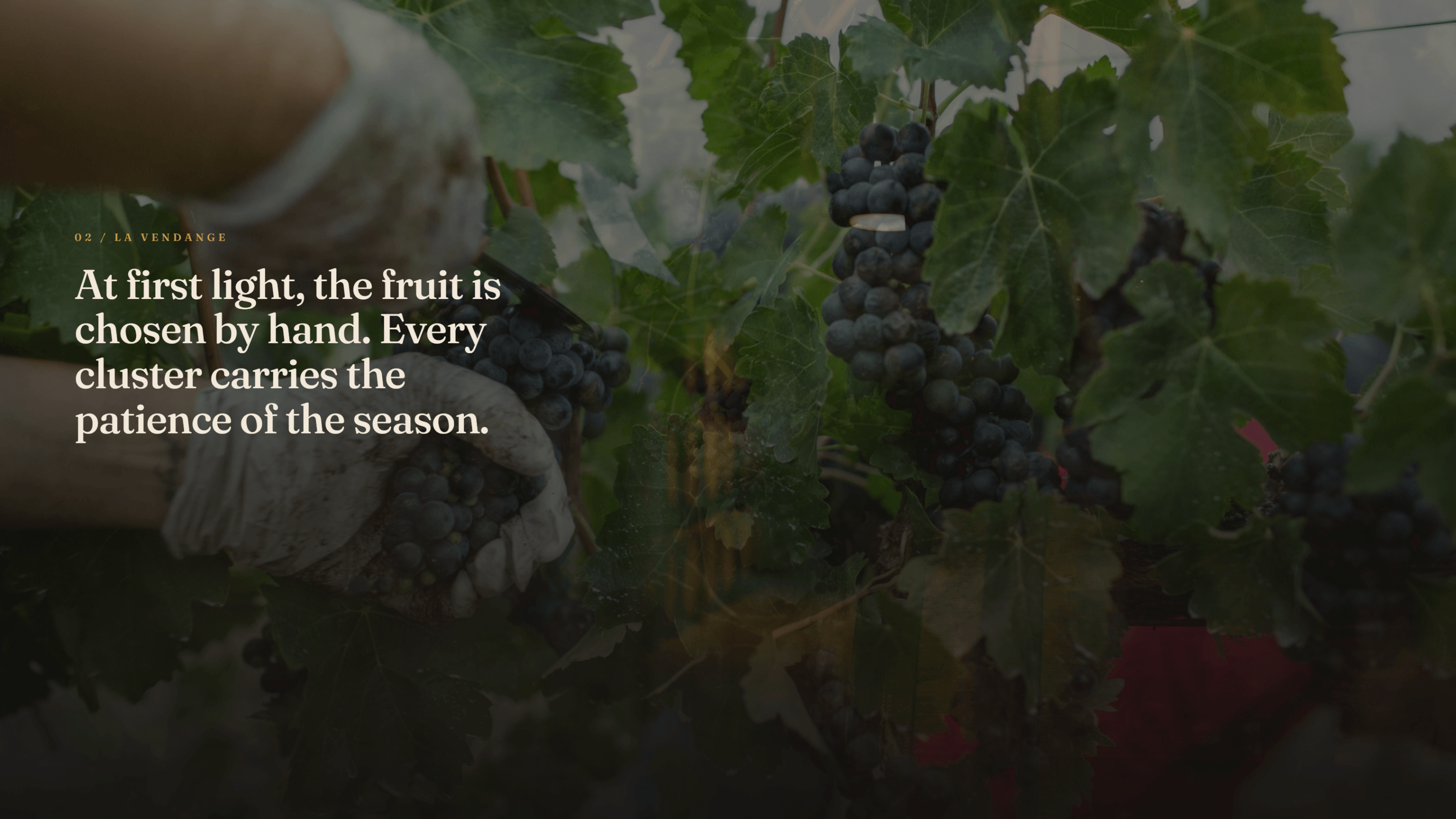 Vignoble