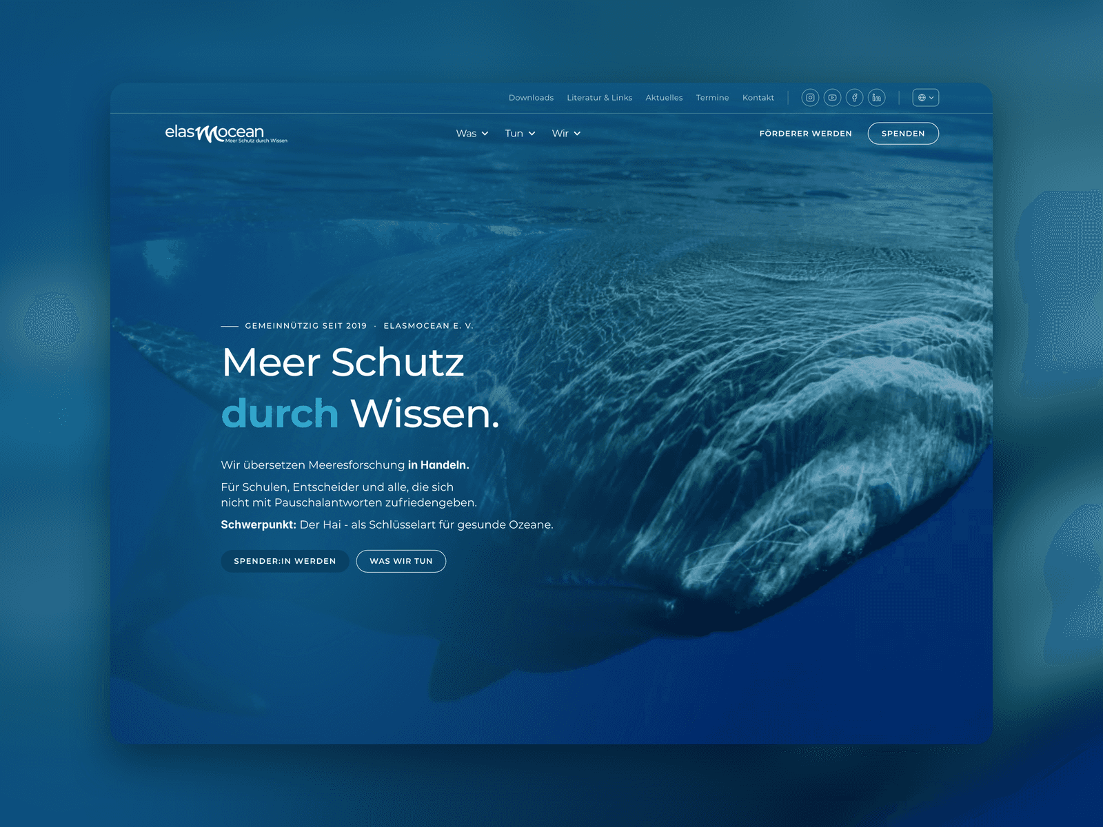 ElasmOcean