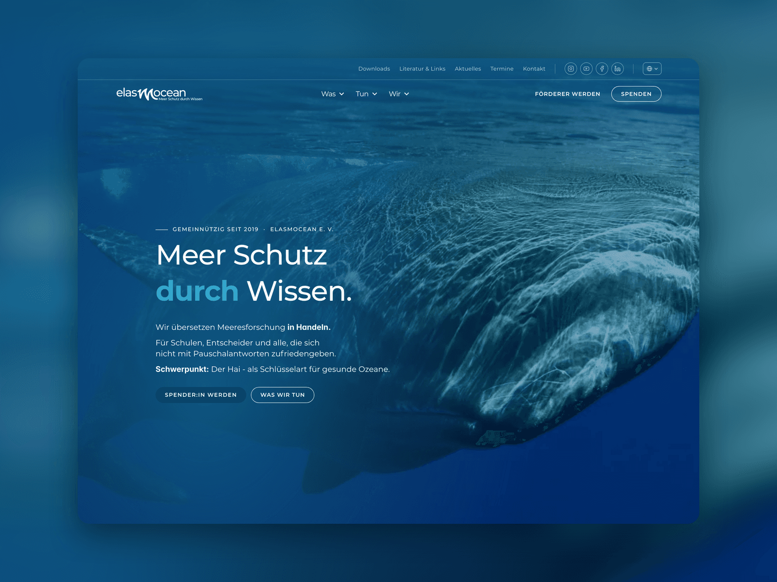 ElasmOcean