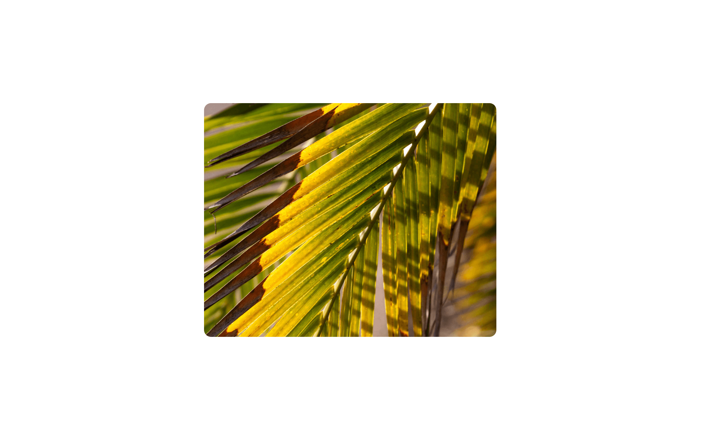 Image Hover Zoom